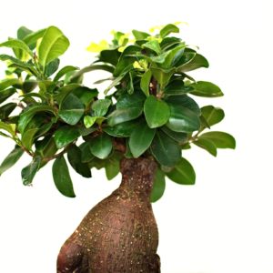 green and brown plant