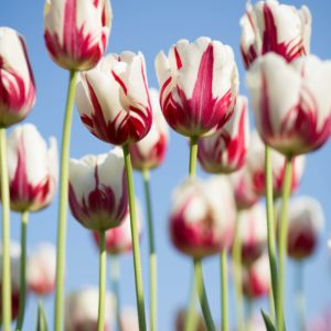 shallow focus photography of white-and-pink petaled flowers