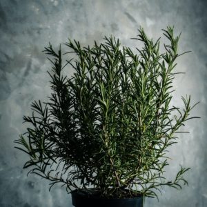 green rosemary plant
