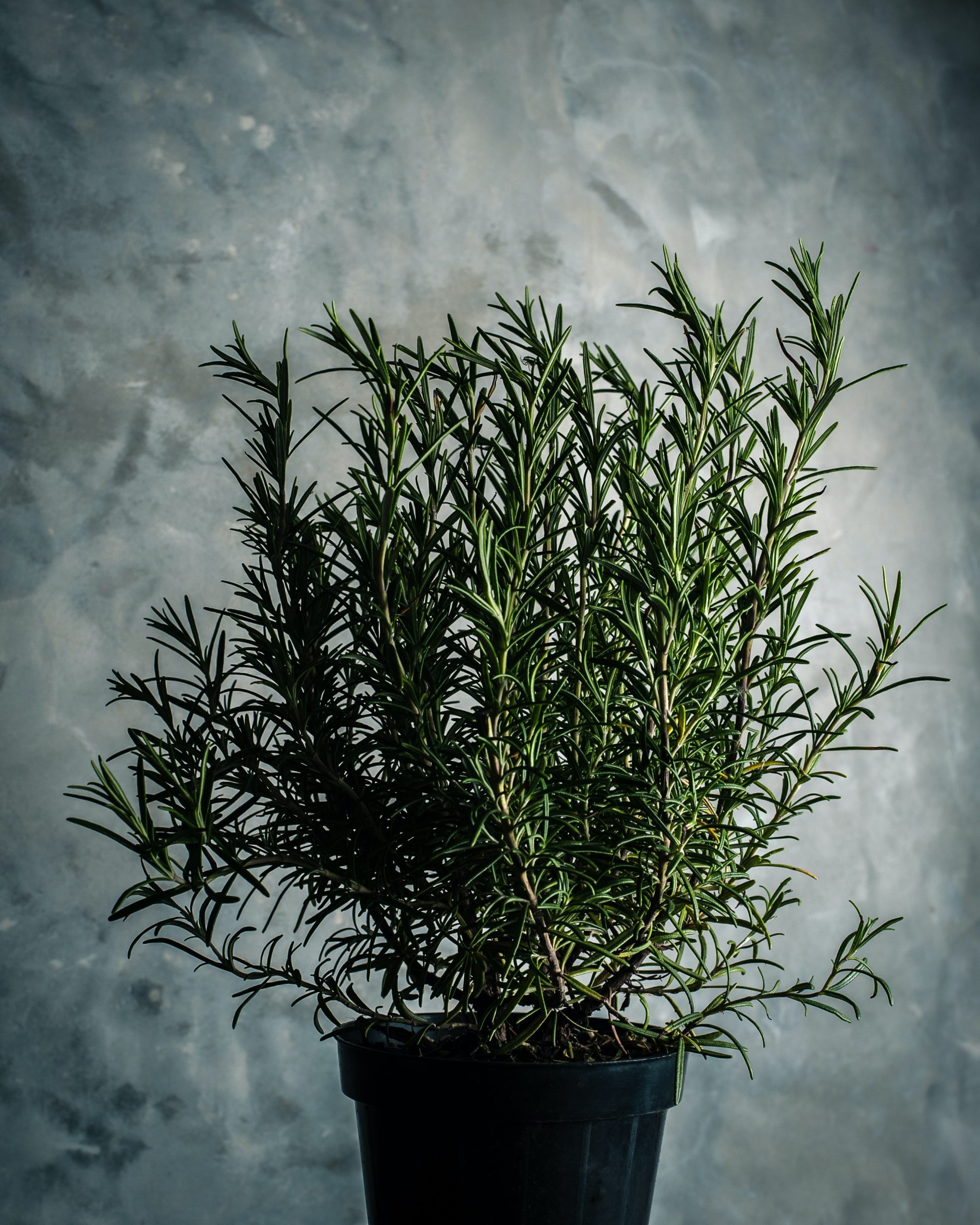 green rosemary plant