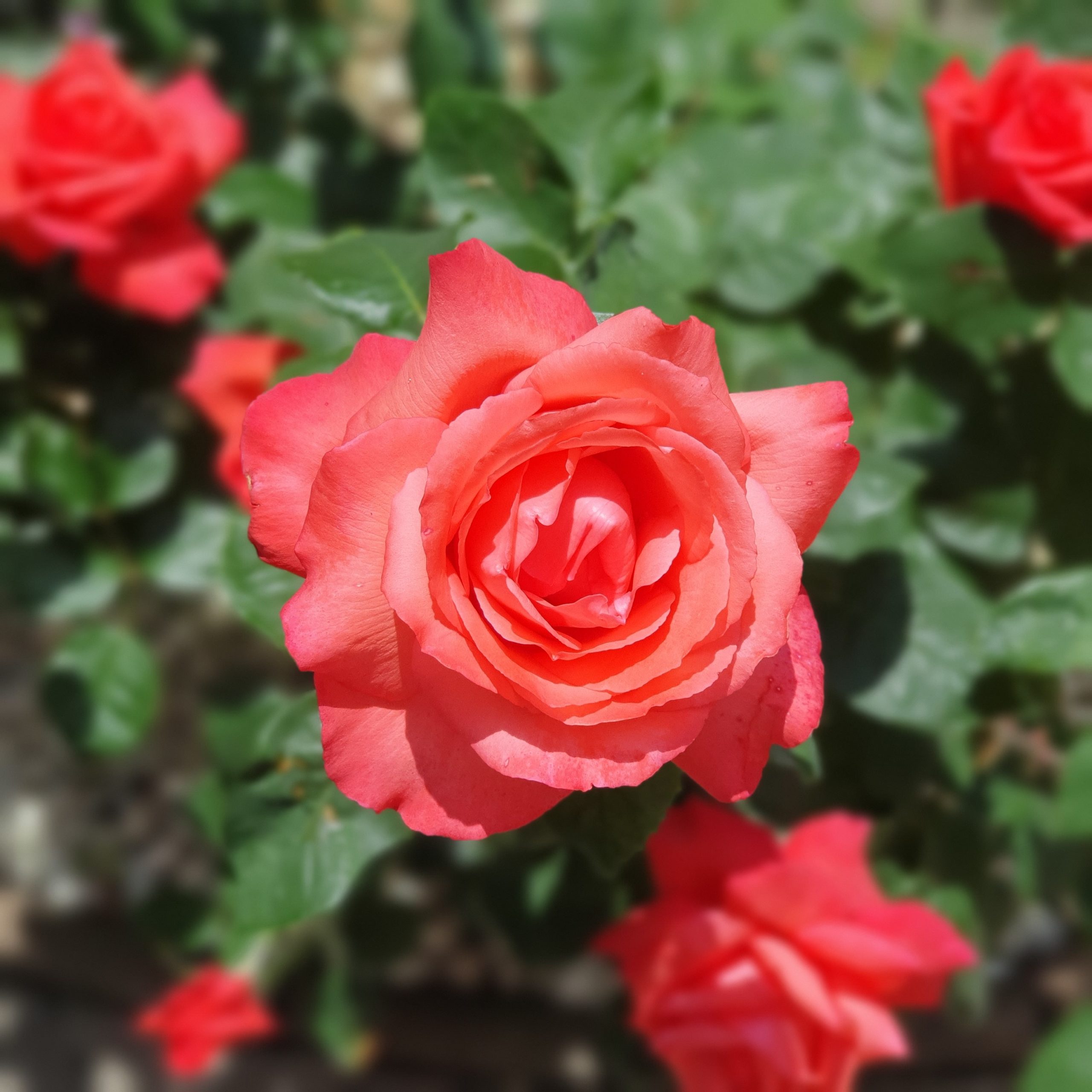 pink rose in bloom during daytime