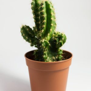 potted green cacti plant